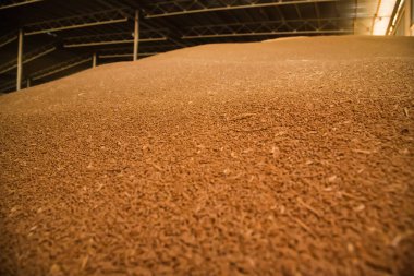 Değirmen deposunda ya da tahıl asansöründe buğday taneleri yığını.