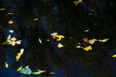 Sonbaharın gelmesiyle birlikte yapraklar ağaçlardan düştü ve suyun yüzeyinde yüzüyorlar.