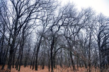 Sonbaharın sonlarında meşe ormanı, düşen yapraklar. Ağaçlar ve yapraklar buzla kaplıdır.