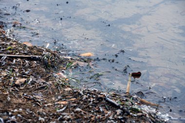 Nehirdeki sonbahar manzarası. Nehir, ağaçlar ve buzla kaplı bitkiler