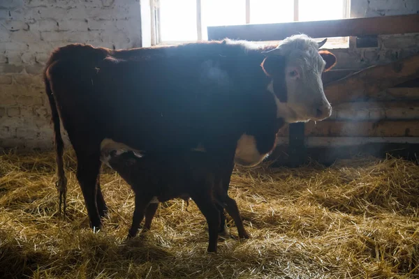 Vaca Ternero Recién Nacido Granja Invierno Recién Nacido Ternero Bebe —  Fotos de Stock