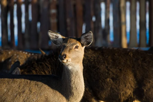 小さくて大人の斑点のある鹿は冬を農場で過ごします フィーダーの鹿 — ストック写真