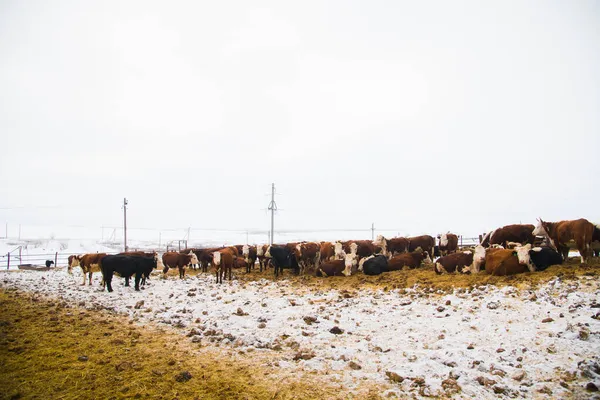 Коров Телят Животноводческой Ферме Зимой Коровы Едят Сено Ходят — стоковое фото