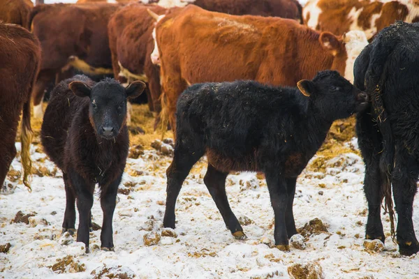 Vacas Bezerros Uma Fazenda Gado Inverno Vacas Comem Feno Caminham — Fotografia de Stock