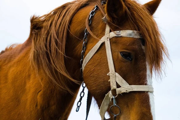 Portret Van Een Prachtig Bruin Paard Dat Herfst Hooi Eet — Stockfoto