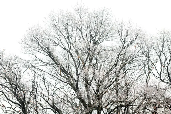 Eichenwald Spätherbst Abgefallenes Laub Bäume Und Laub Sind Mit Frost — Stockfoto