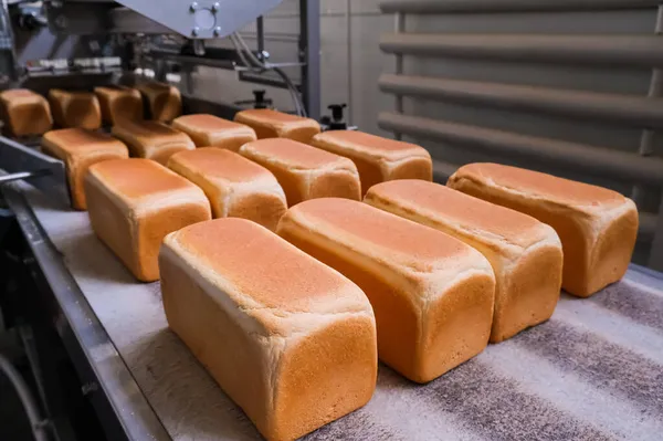 自動搬送ベルト上のパン屋でパンの負荷 パンの生産 食品産業 ストック写真