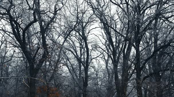 Oak Forest Late Autumn Fallen Leaves Trees Foliage Covered Frost — Stock Video