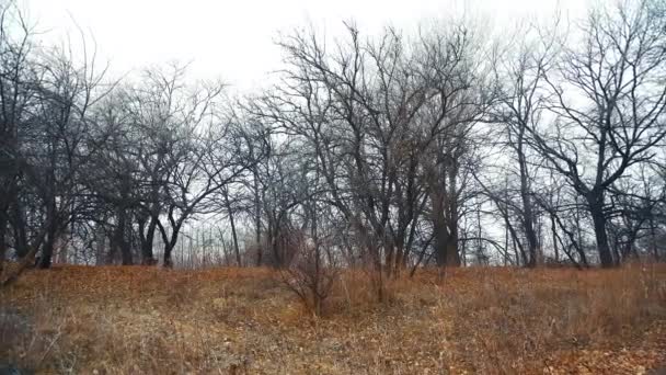 Eikenbos Late Herfst Gevallen Bladeren Bomen Bladeren Zijn Bedekt Met — Stockvideo