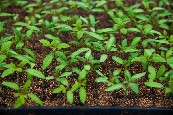 Bladen Tomatbuskar Som Växer Ett Stort Växthus — Stockfoto
