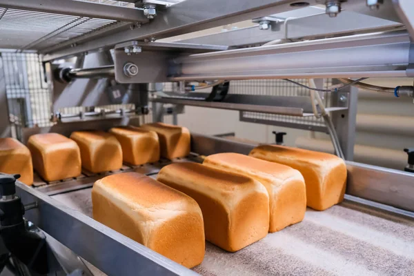Bröd Ett Bageri Ett Automatiserat Transportband Brödproduktion Livsmedelsindustri — Stockfoto