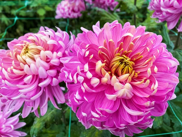 Яркие Красочные Цветы Хризантемы Крупным Планом Зимнем Саду — стоковое фото