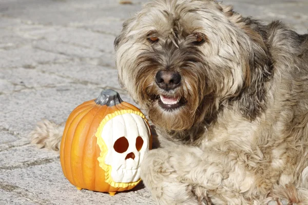 Cão halloween — Fotografia de Stock