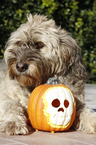 Hund halloween Stockbild