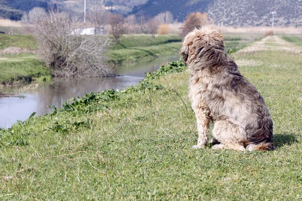 Cão junto ao rio — Fotografia de Stock