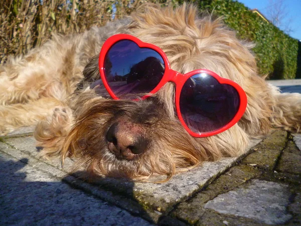 Cão com óculos em forma de coração — Fotografia de Stock