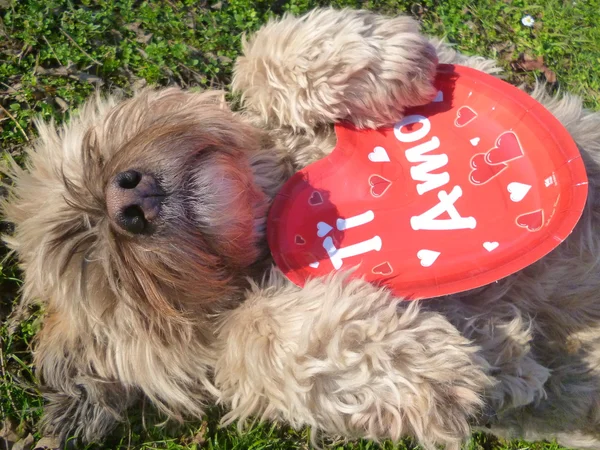 Cão valentine — Fotografia de Stock