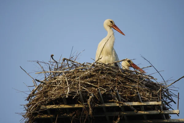 Witte ooievaar in vlucht — Stockfoto