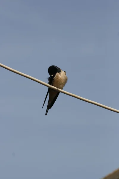 Swallow — Stock Photo, Image