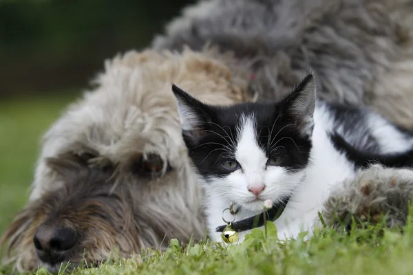 Cão e gato juntos na grama — Fotografia de Stock