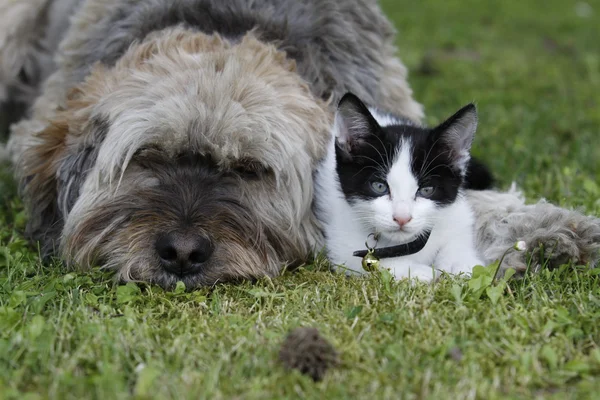 Cão e gato juntos na grama — Fotografia de Stock