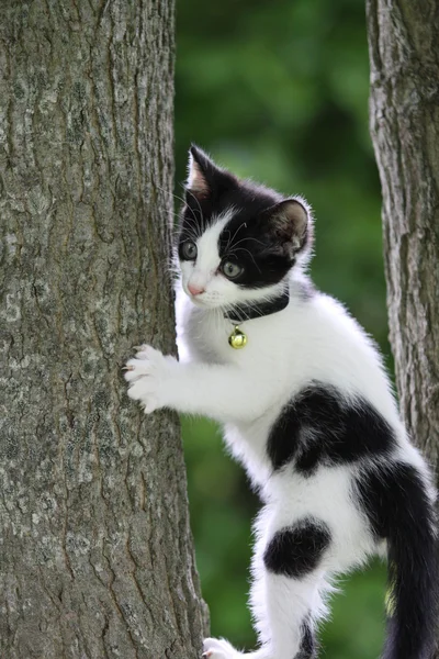 Puppy cat tarzan — Stock Photo, Image