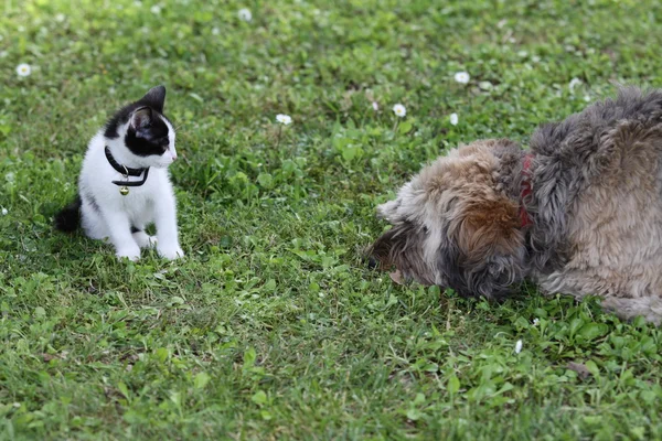 고양이 개 사이 친교 — 스톡 사진