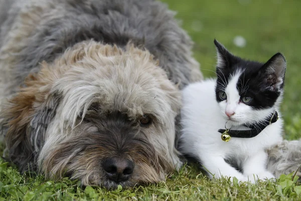 Honden en katten samen op gras Stockfoto