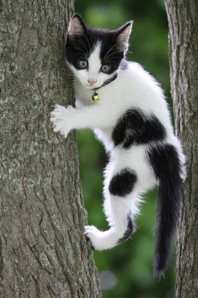 Welpen-Katze Tarzan Stockbild