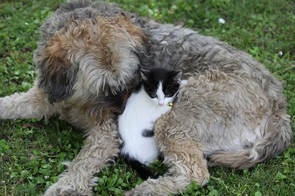 Vänskapen mellan katt och hund Royaltyfria Stockfoton