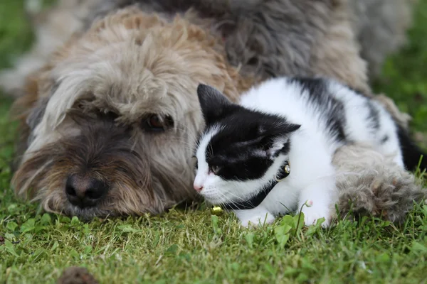 Vriendschap tussen hond en kat Stockafbeelding