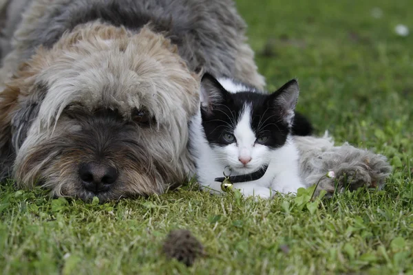 Hund und Katze zusammen Stockbild