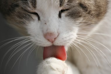 kedi poz
