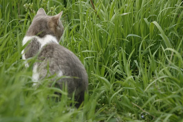 Kedi poz — Stok fotoğraf