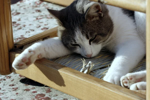 Kedi poz — Stok fotoğraf