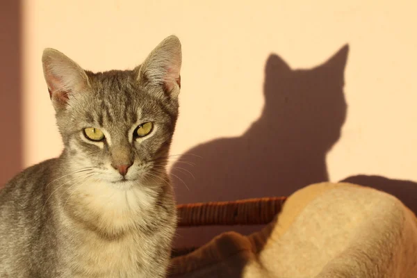 Katze und ihr Schatten — Stockfoto