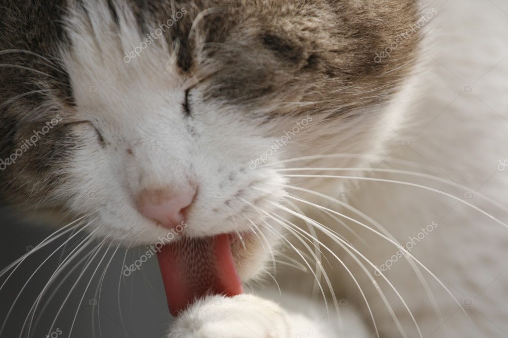 Katze Mit Zunge Raus Stockfoto Ciumari63 30117085