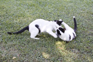 küçük kedi içinde hareket