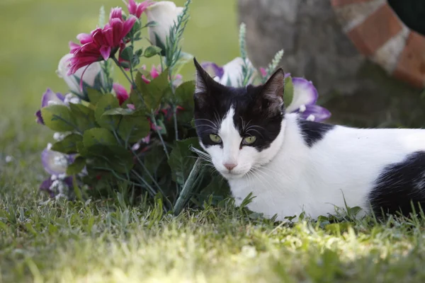 Petit chat en action — Photo