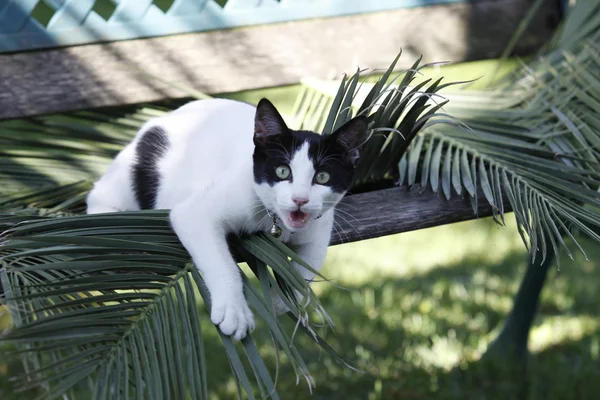 Küçük kedi içinde hareket — Stok fotoğraf