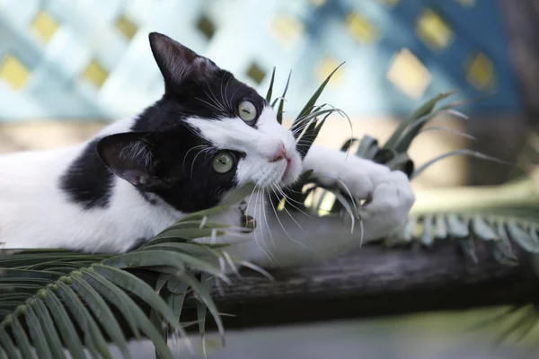 Küçük kedi içinde hareket — Stok fotoğraf