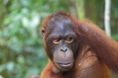 orangutan