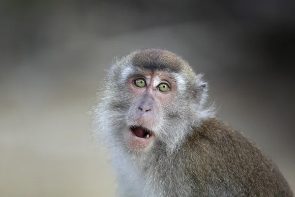 Macaque — Stock Photo, Image