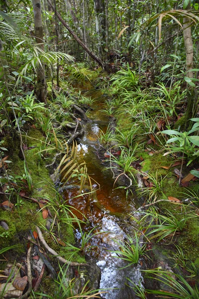 Parque nacional de bako — Fotografia de Stock