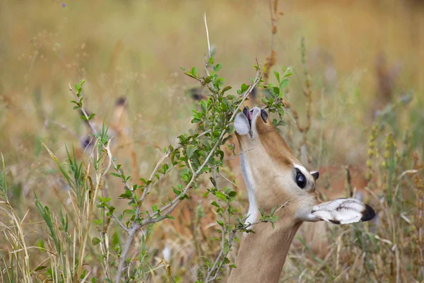 Retrato de impala — Fotografia de Stock