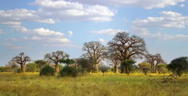 Τοπίο με ένα δέντρο baobab Royalty Free Εικόνες Αρχείου