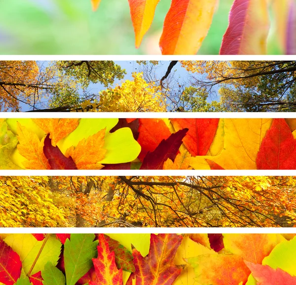 Verschiedener Herbst — Stockfoto