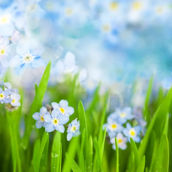 Fantasy Gentle Floral Background / Blue Flowers Defocused — Stock Photo, Image