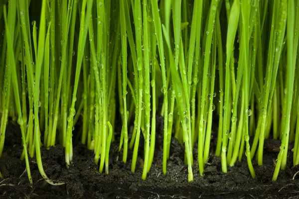 Gras und Boden / Bio- und Agrarhintergrund — Stockfoto