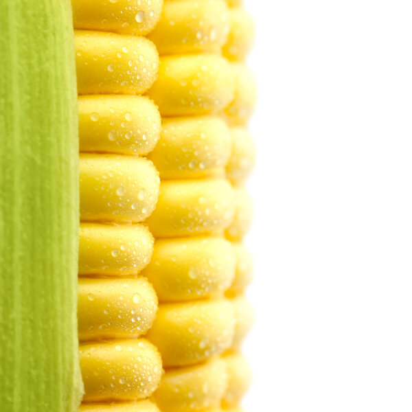 Зерна спелой кукурузы с капельками воды / изолированные / экстремальные Ma

